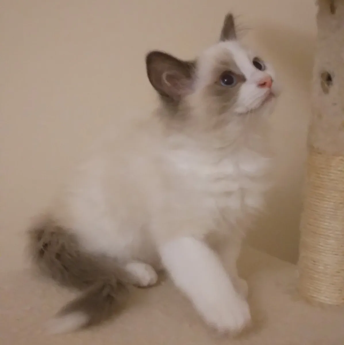 Purebred Ragdoll kittens - Last two girls - Image 4