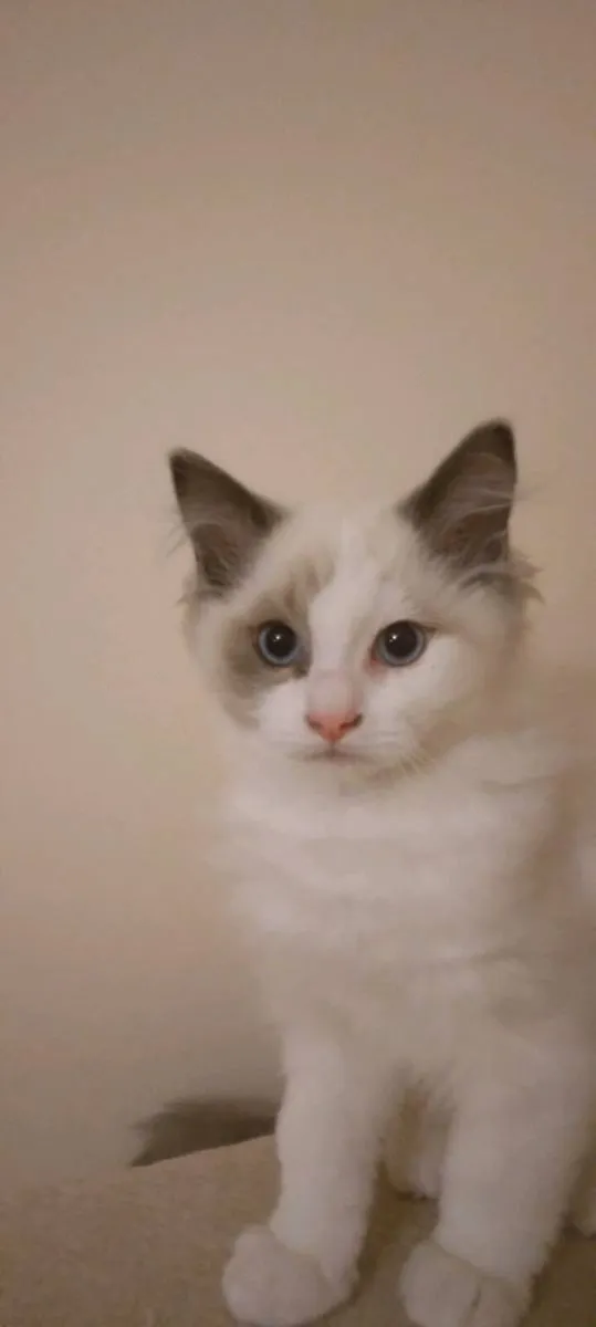 Purebred Ragdoll kittens - Last girl - Image 2