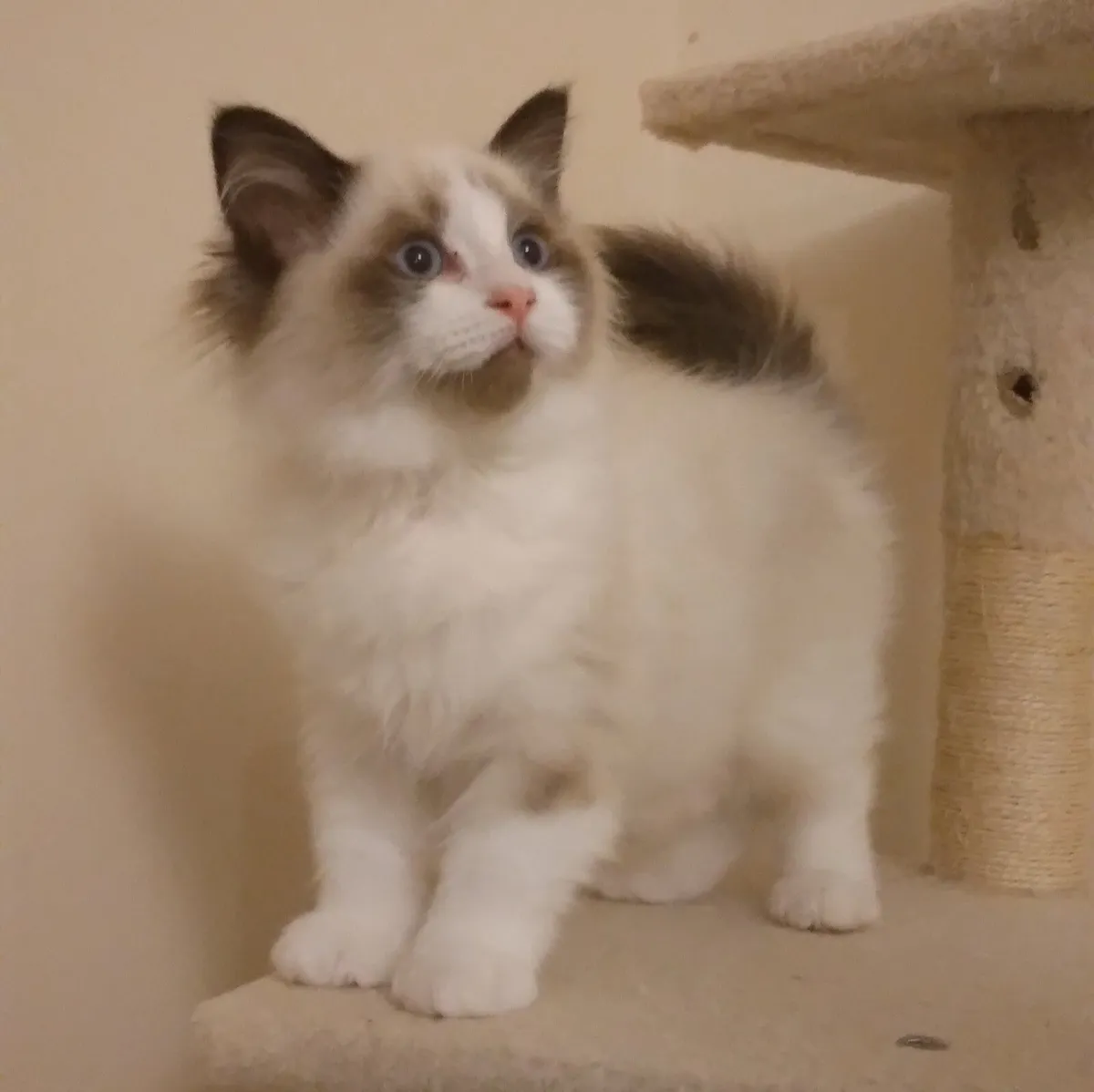 Purebred Ragdoll kittens - Last two girls - Image 1