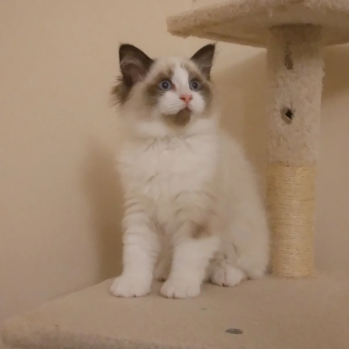 Purebred Ragdoll kittens - Last two girls - Image 2