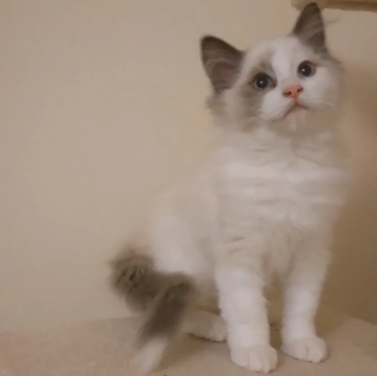 Purebred Ragdoll kittens - Last girl - Image 3