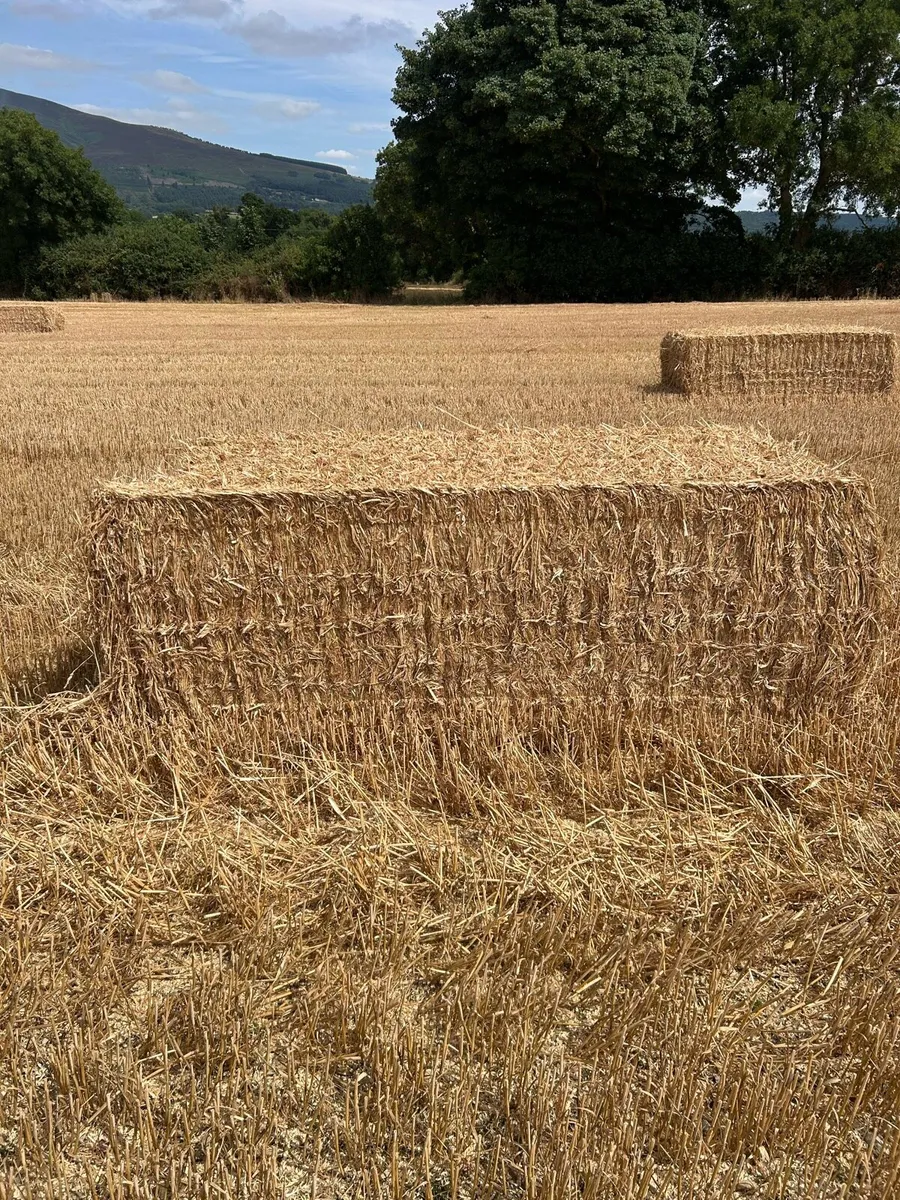 Wheaten and rye - Image 2