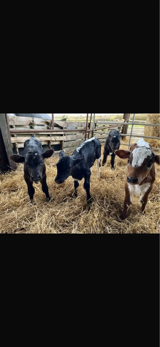 Relief Milking - Image 1