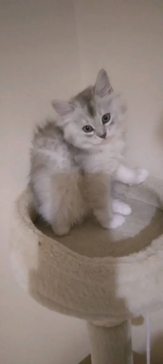 Gorgeous Longhair BSH Ragdoll Kitten - Image 3