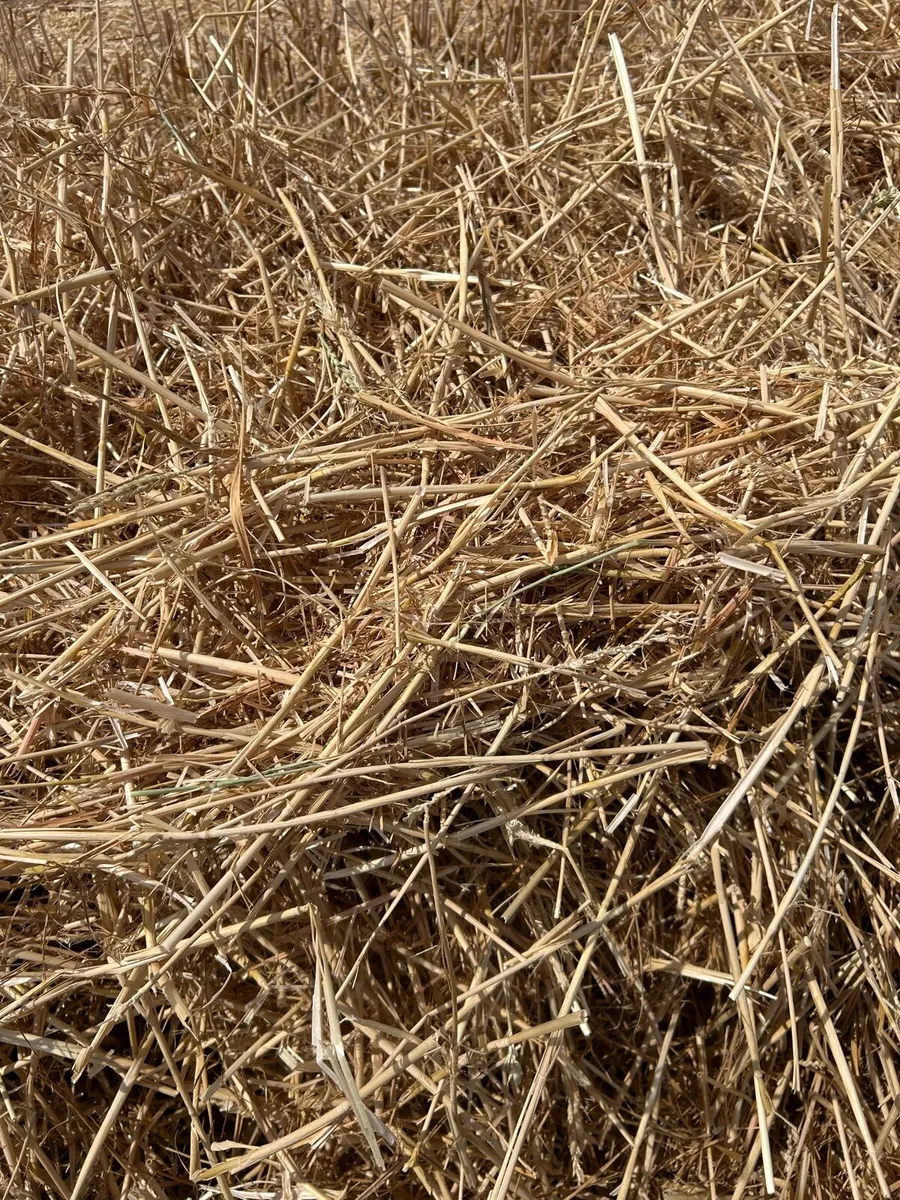 Wheaten and rye - Image 3