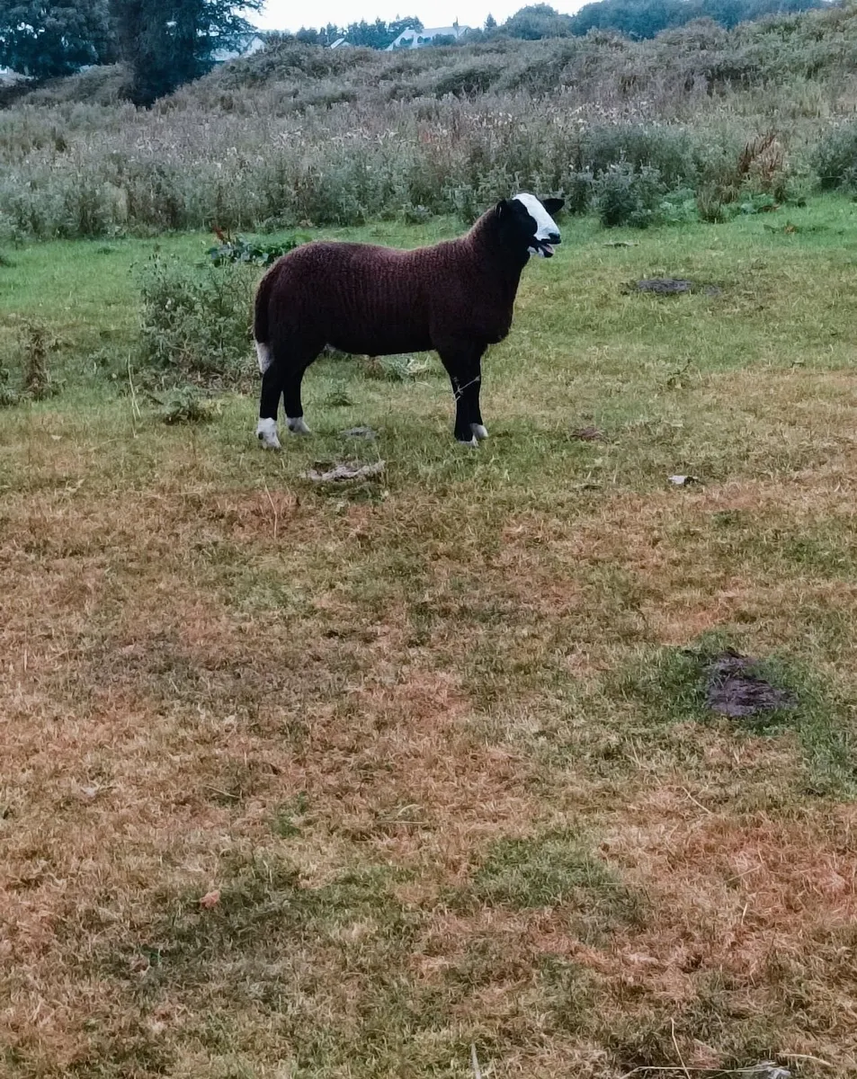 Pure bread non registered zwartable ram lamb - Image 2