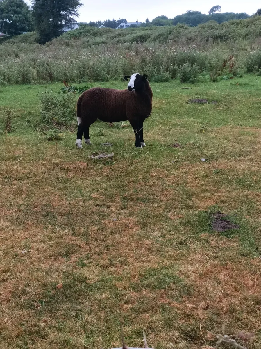 Pure bread non registered zwartable ram lamb - Image 4