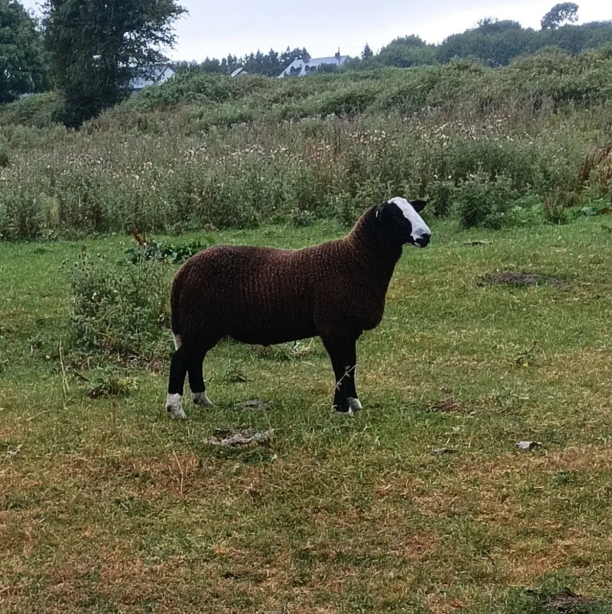 Pure bread non registered zwartable ram lamb - Image 1