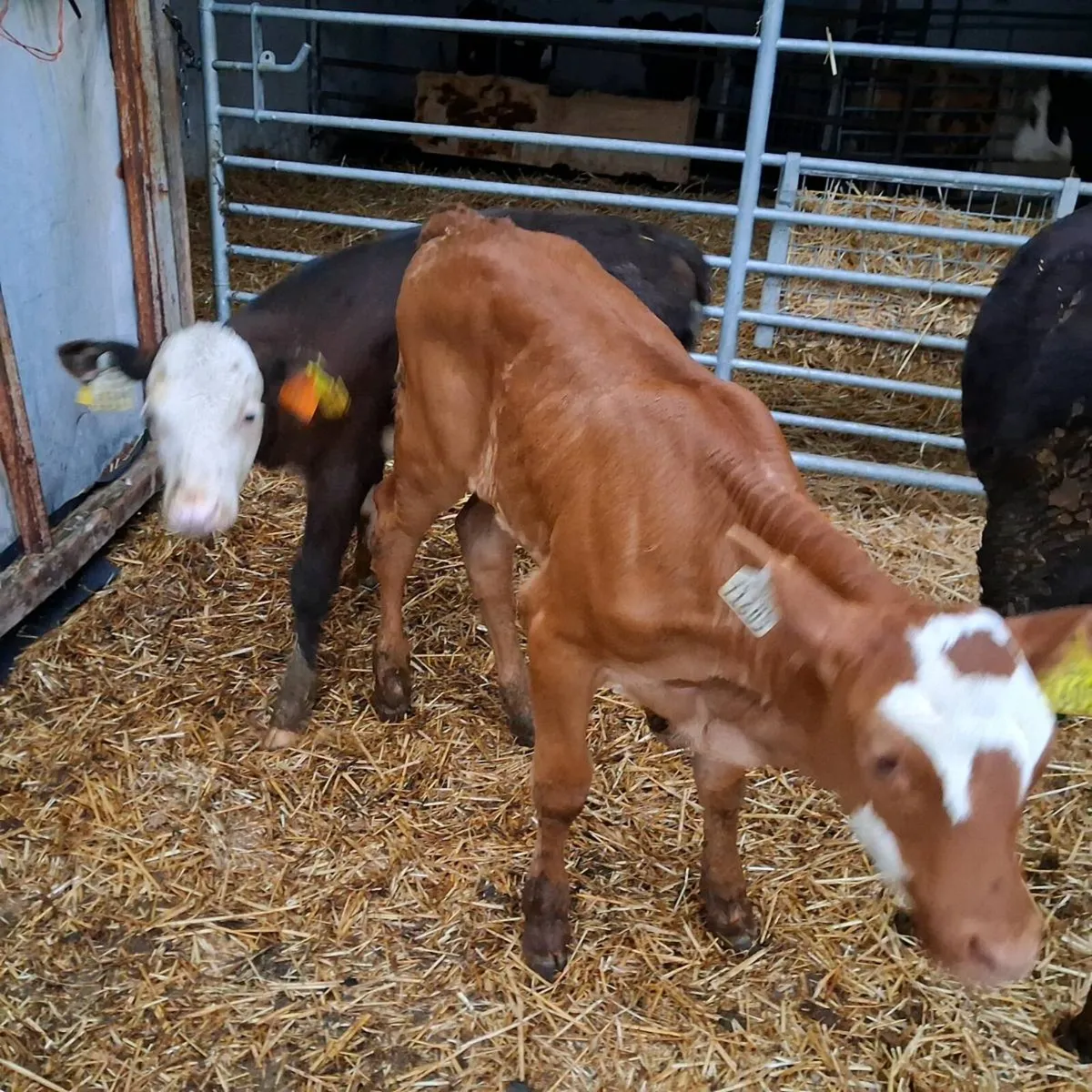Heifer Sucks and runners - Image 2