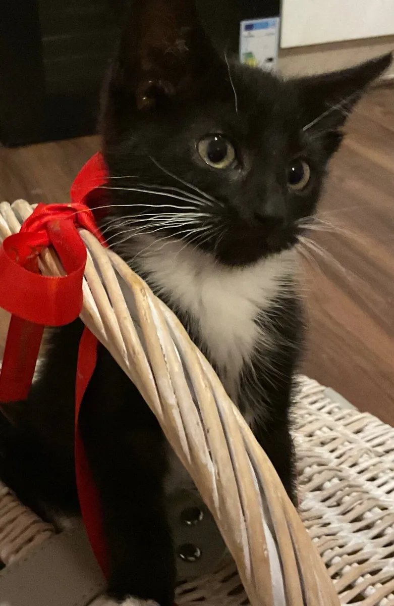 Kitten - Image 3