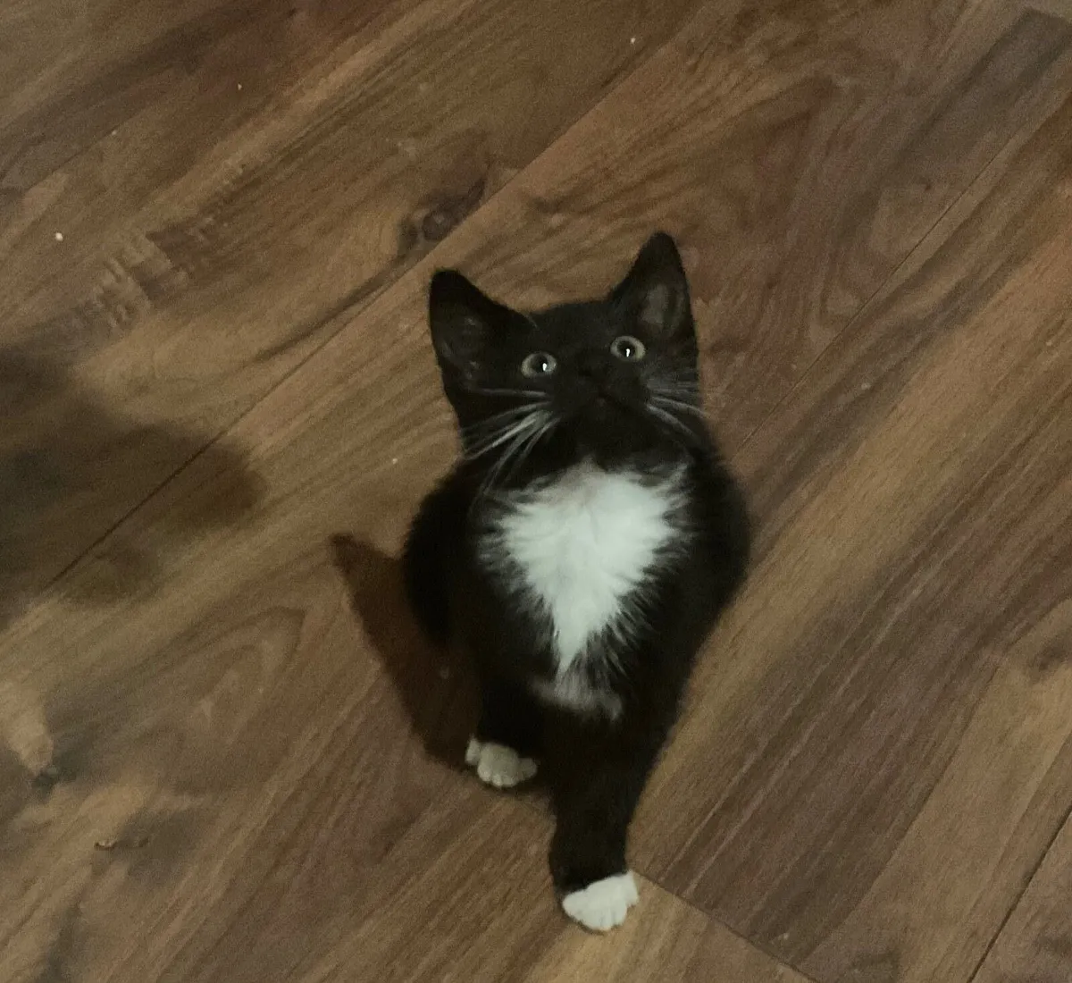 Kitten - Image 2