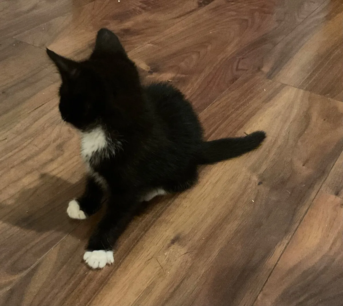 Kitten - Image 4
