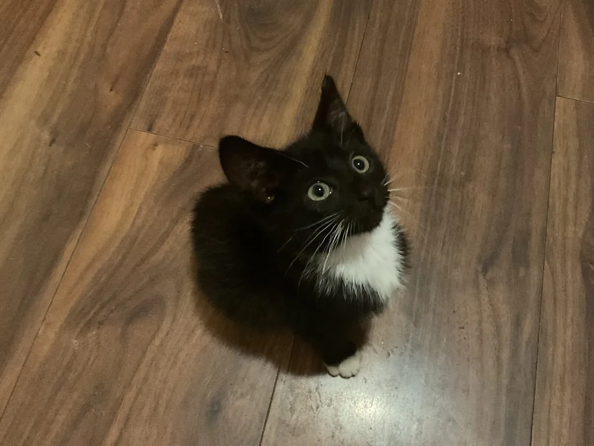 Kitten - Image 1