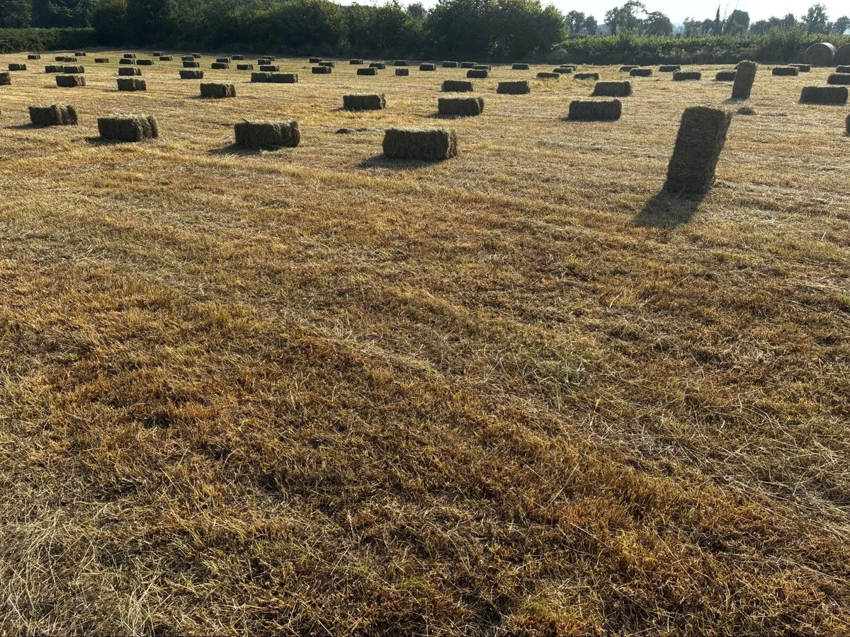Small square bales of hay - Image 2