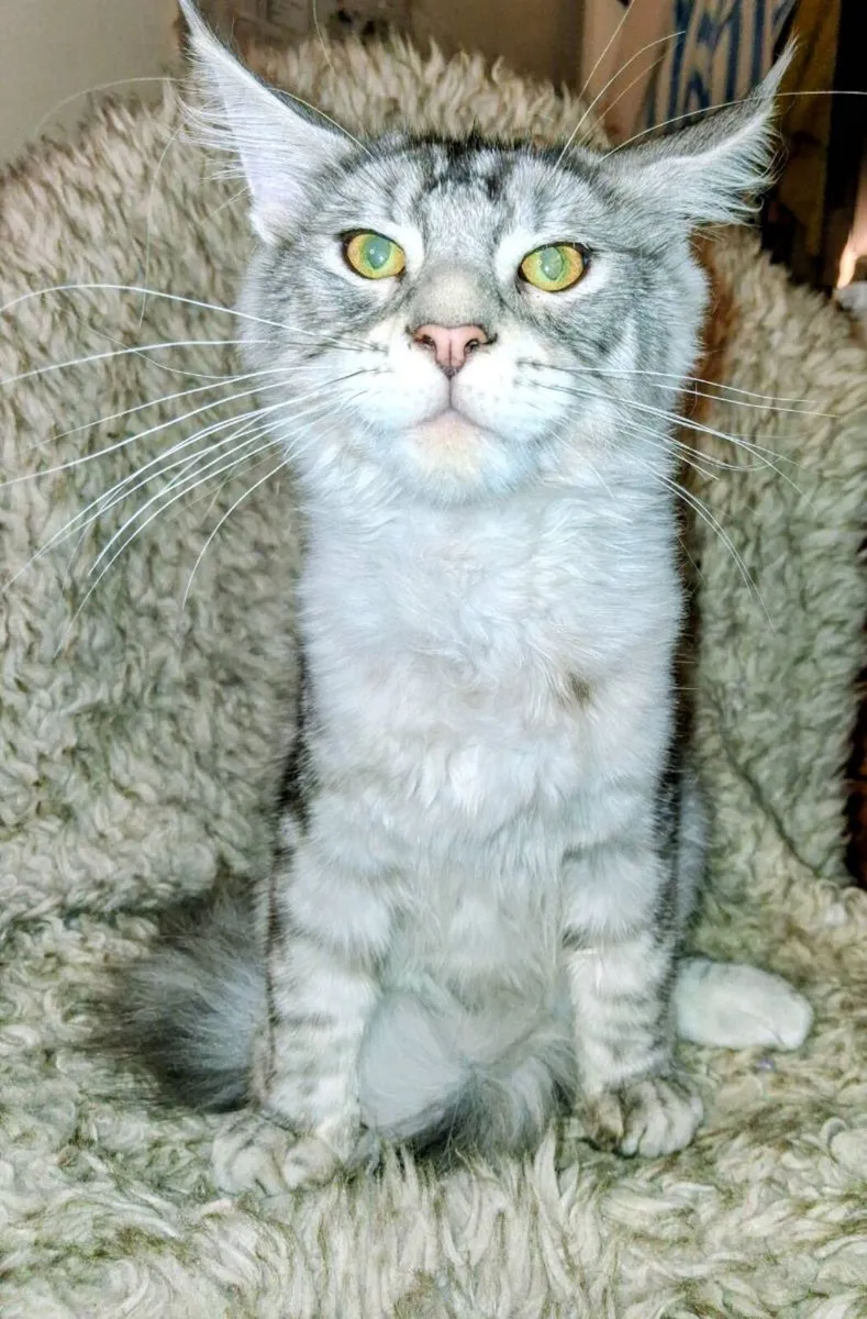 Absolutely stunning  Maine Coon - Image 1