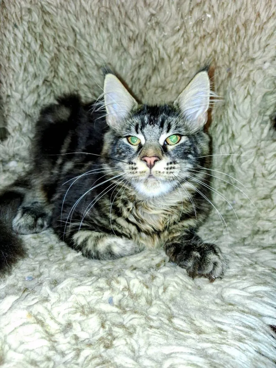 Absolutely stunning  Maine Coon - Image 3