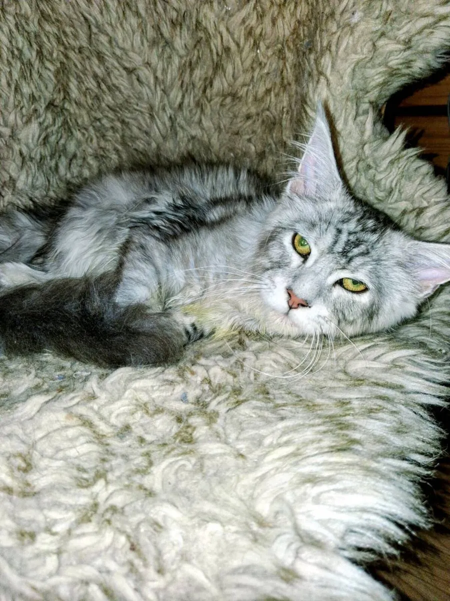 Absolutely stunning  Maine Coon - Image 2