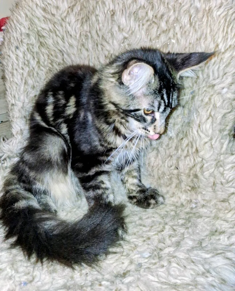 Absolutely stunning  Maine Coon - Image 3