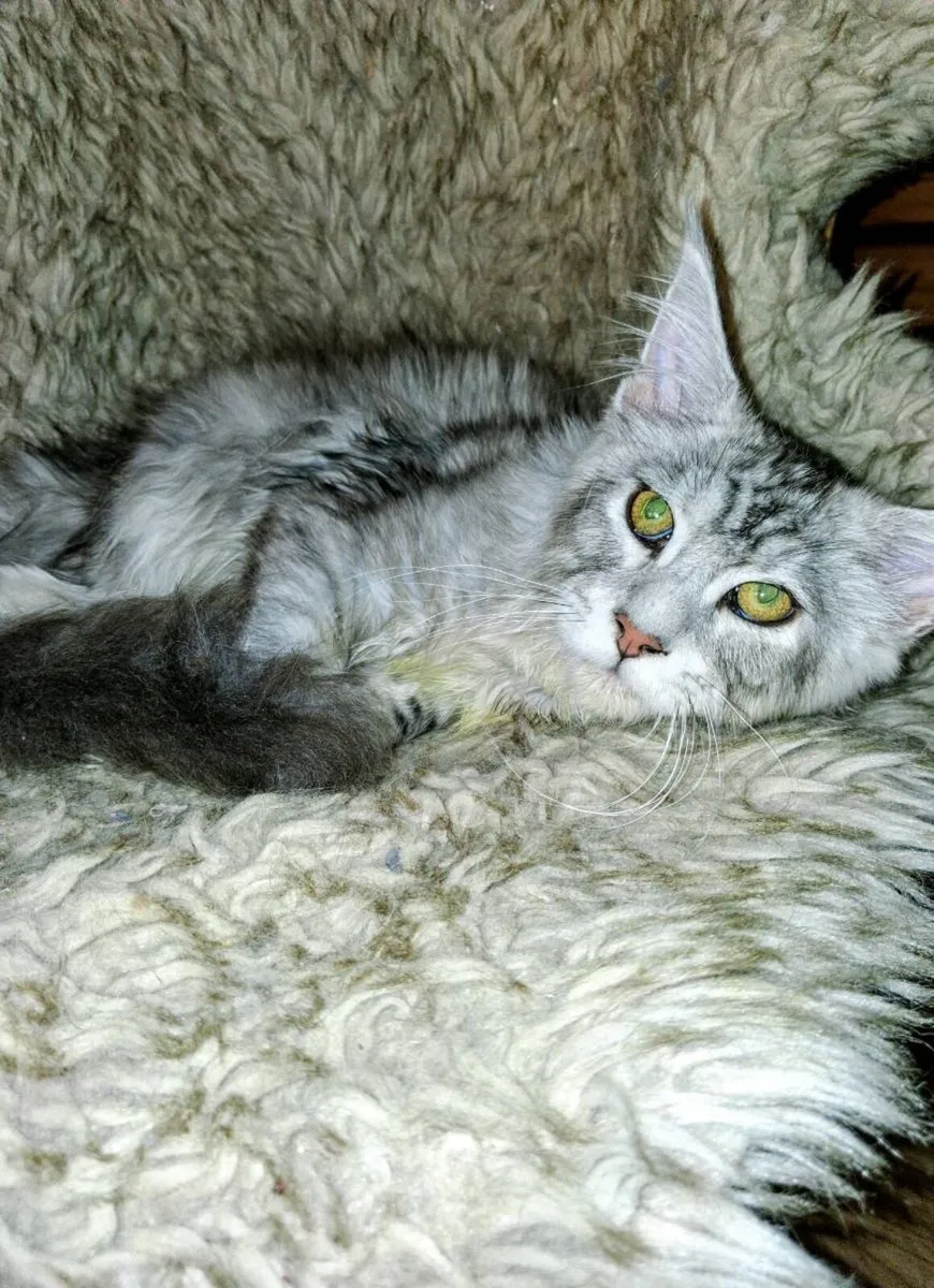 Absolutely stunning  Maine Coon - Image 4