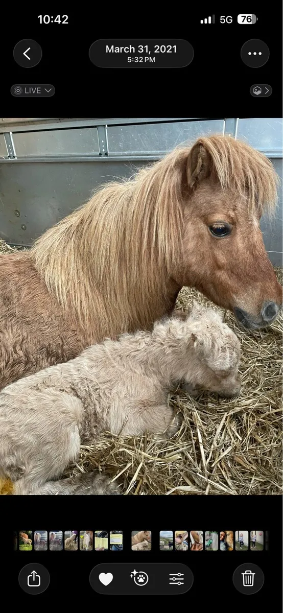 Purebred Shetland Mares - Image 4