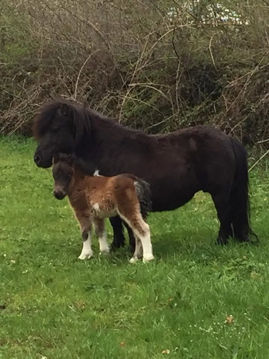 Purebred Shetland Mares - Image 1