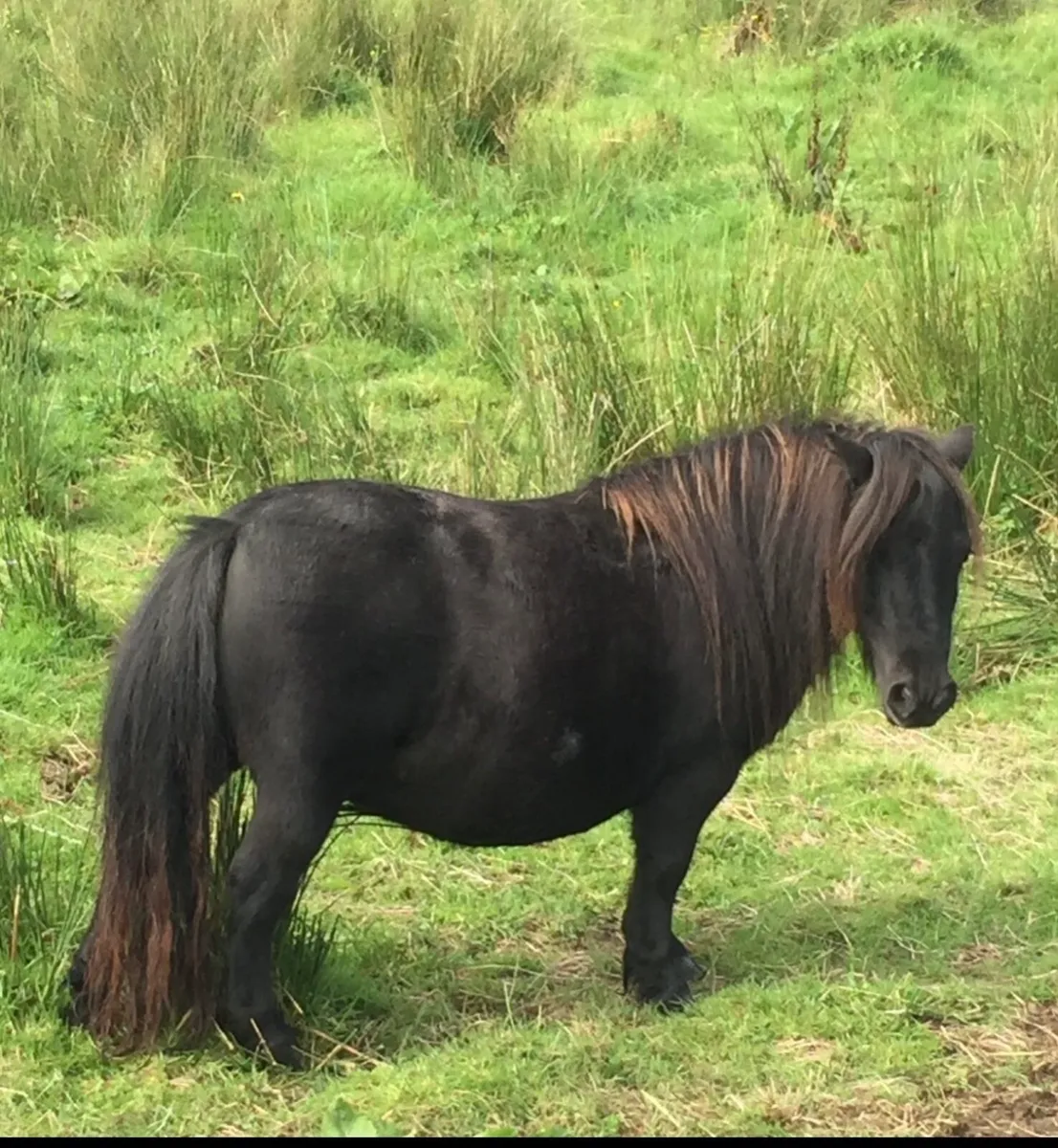 Purebred Shetland Mares - Image 2