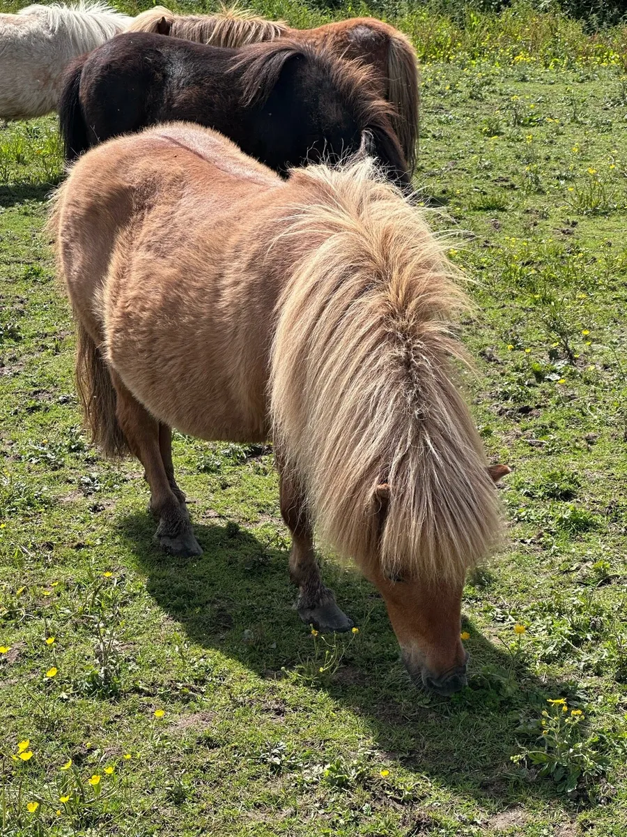Purebred Shetland Mares - Image 3