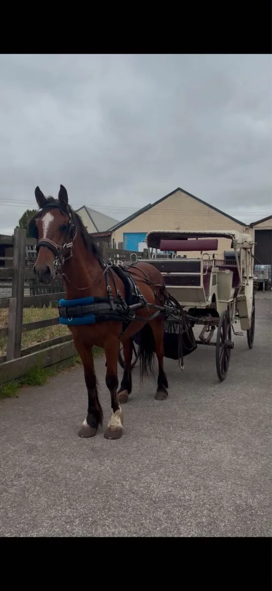 Ride and drive gelding - Image 2