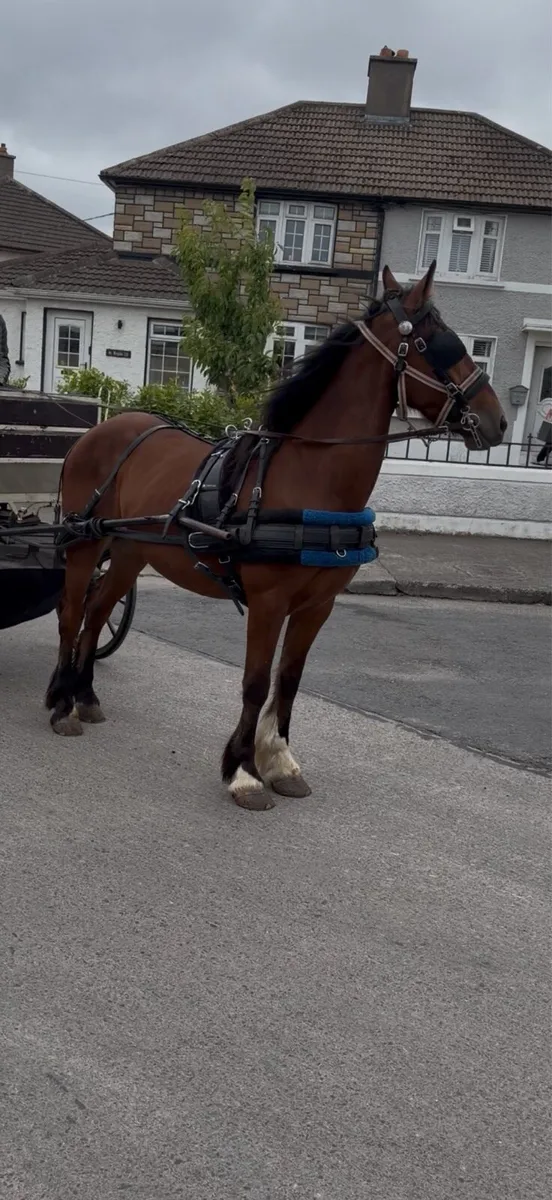 Ride and drive gelding - Image 3