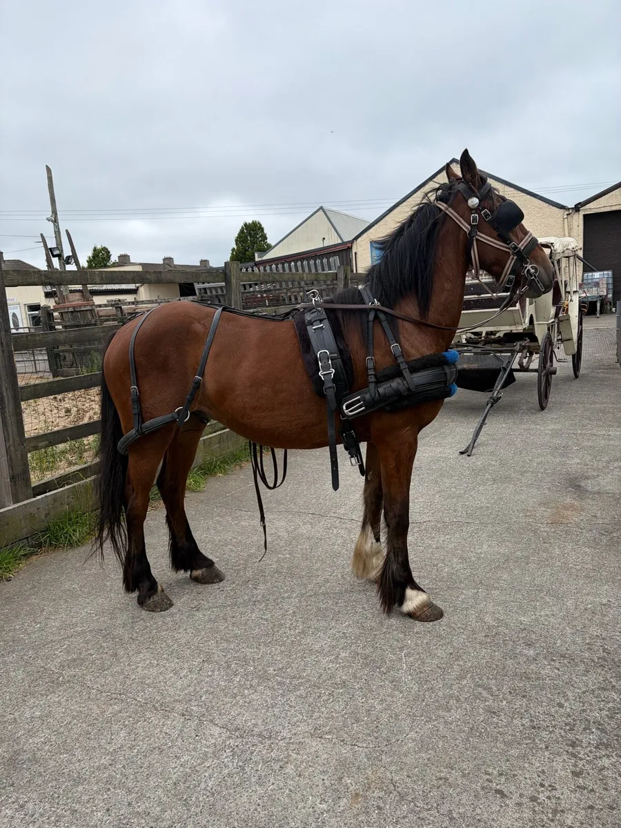 Ride and drive gelding - Image 4