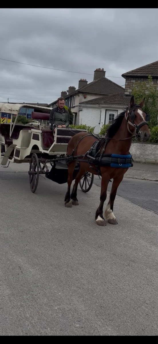 Ride and drive gelding - Image 1