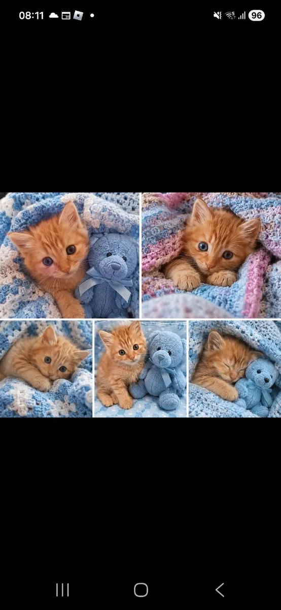 Kitten ginger male