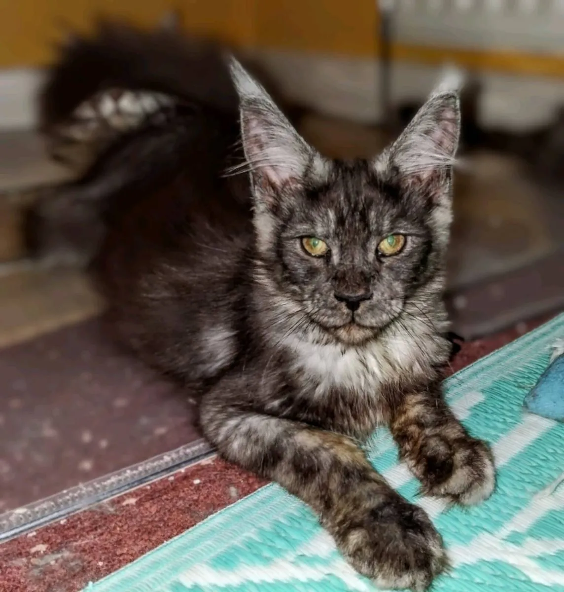 Pure breed Maine Coon kittens - Image 1