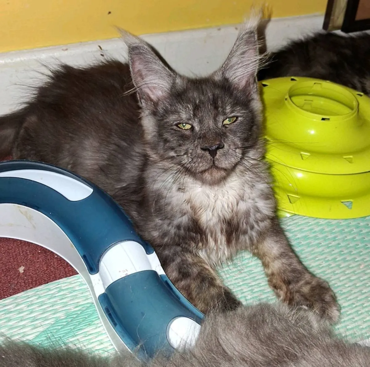 Pure breed Maine Coon kittens - Image 2