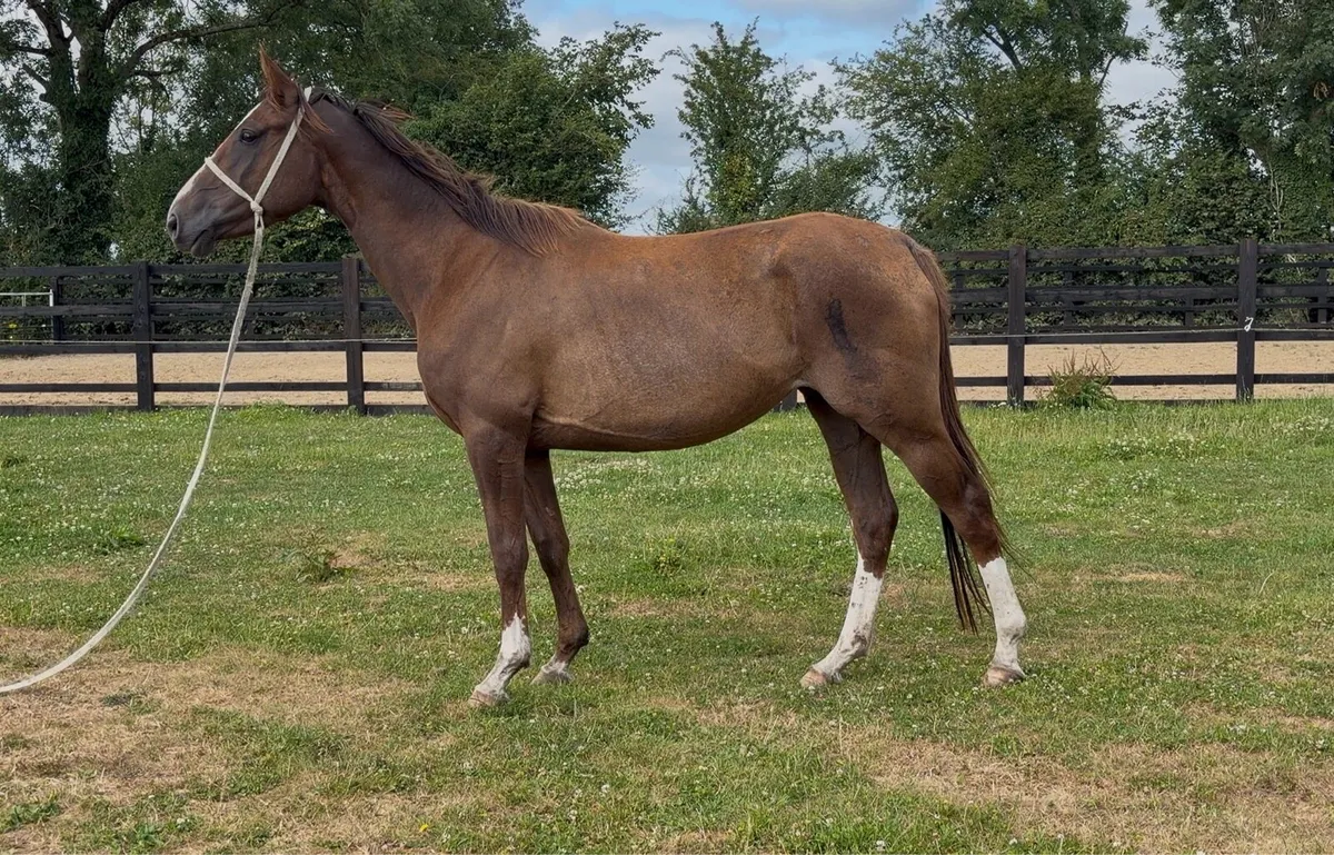 Chestnut 4yo ISH - Image 1