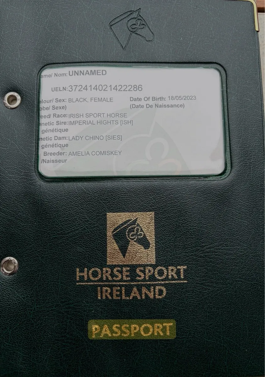 Chestnut 4yo ISH - Image 2