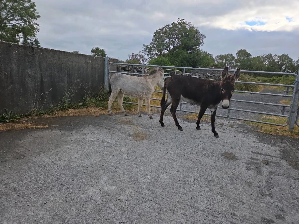 2 Mare Donkeys - Image 2