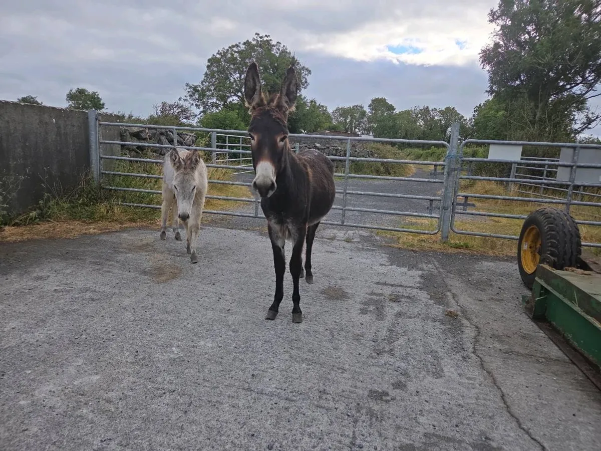 2 Mare Donkeys - Image 3