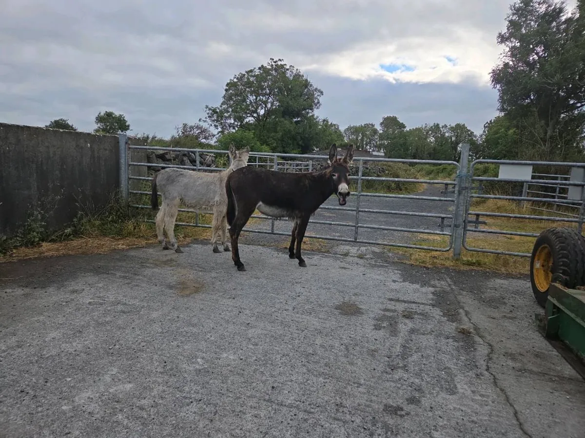 2 Mare Donkeys - Image 4