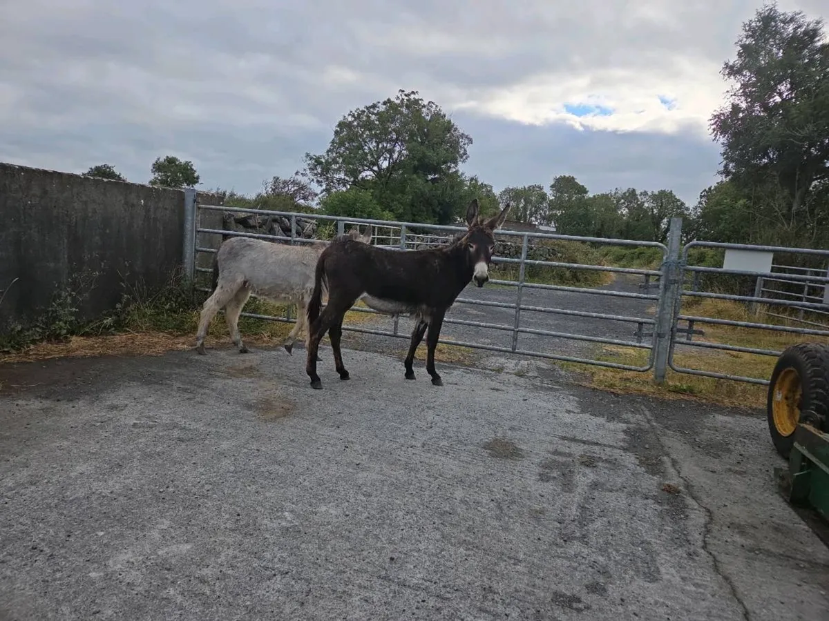 2 Mare Donkeys - Image 1