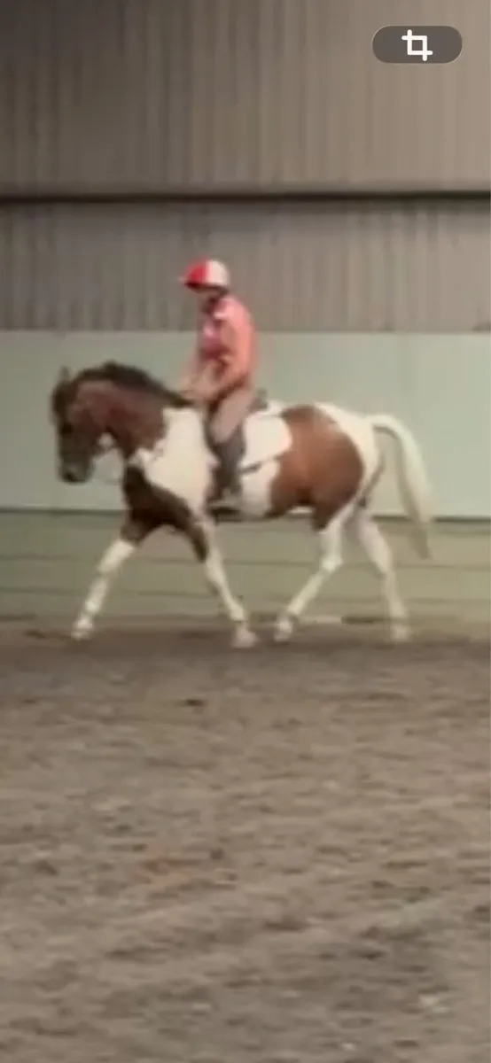 138 pony - Image 4