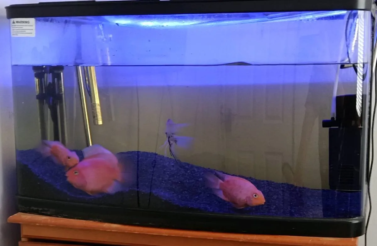 Aquarium - Image 2