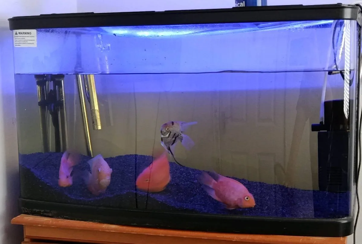 Aquarium - Image 1