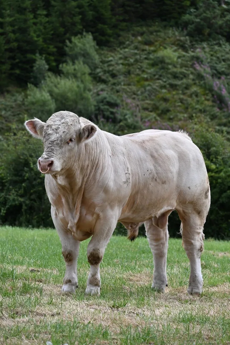 ⭐️ Charolais Bull ⭐️ - Image 4