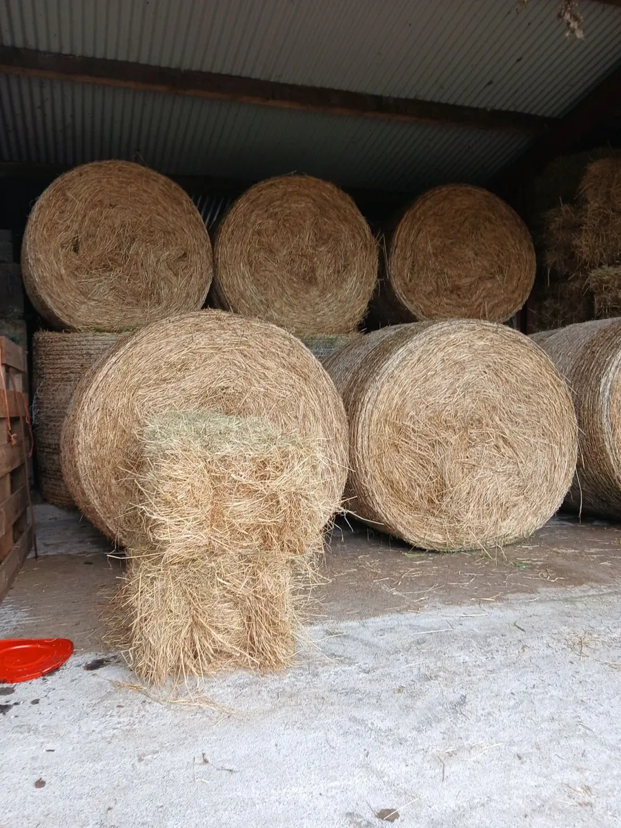 Square Bales/Round bales hay - Image 1