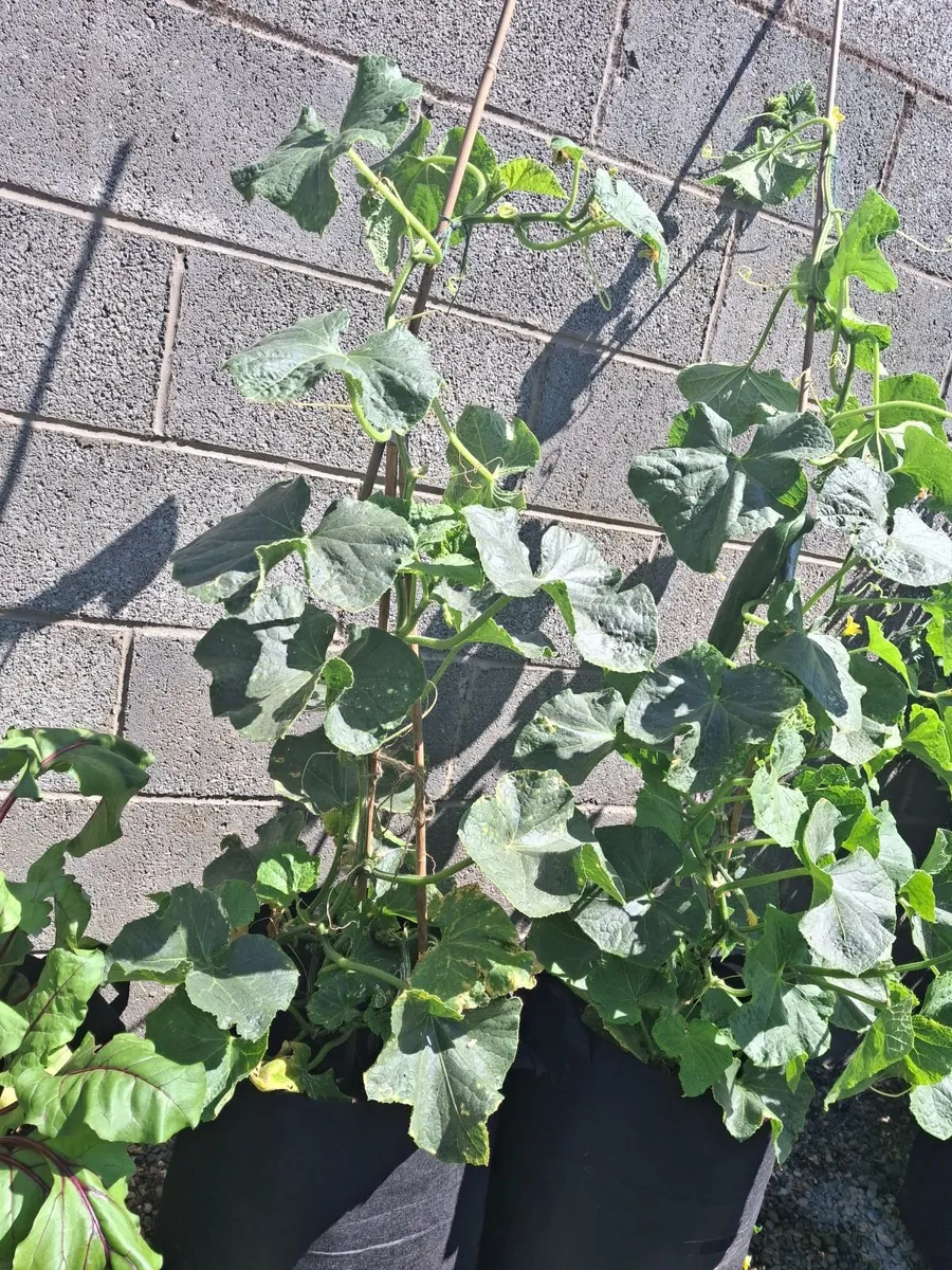 Cucumber Plant - Image 1