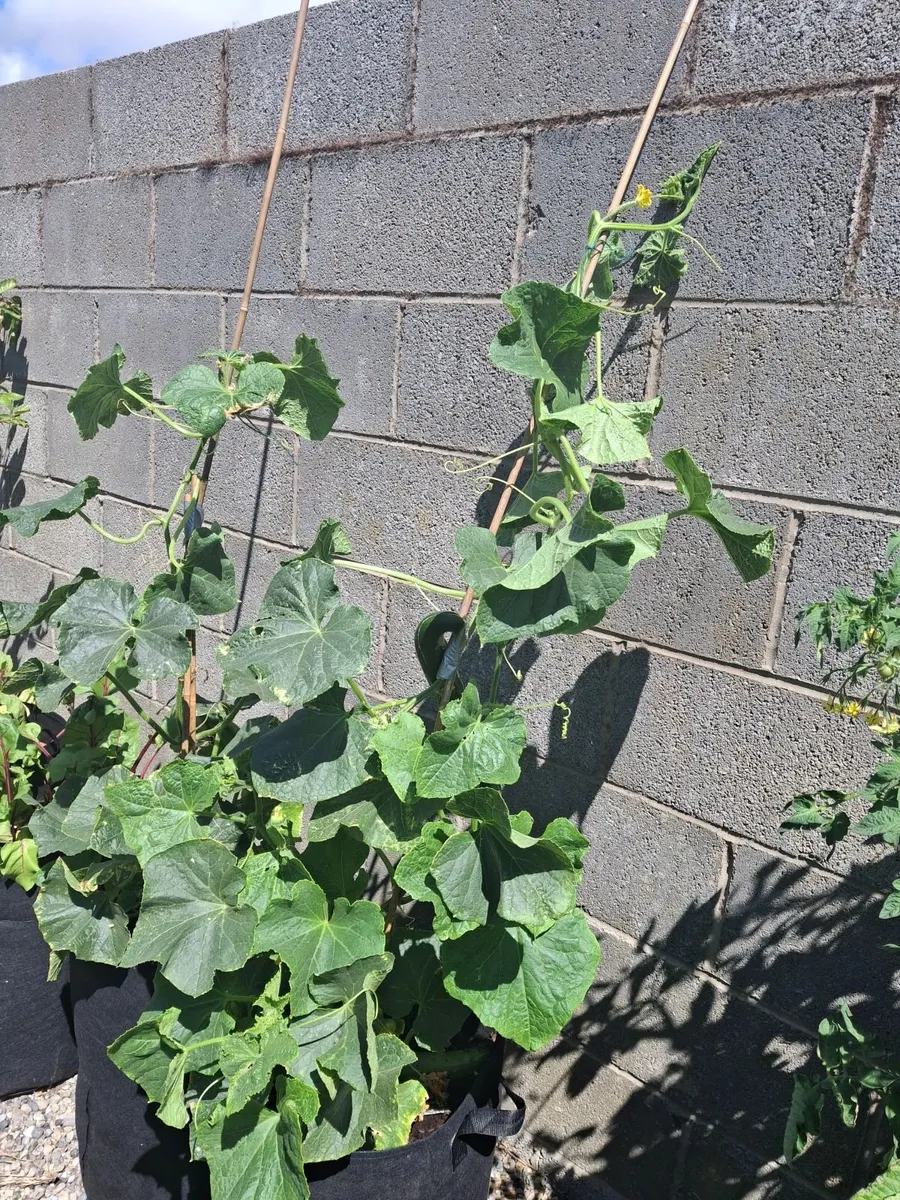 Cucumber Plant - Image 2