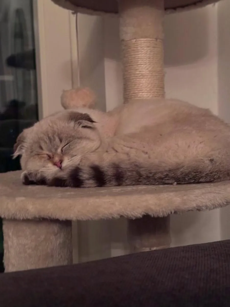 Scottish fold kitten - Image 2