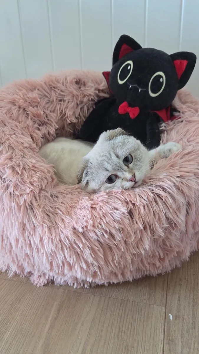 Scottish fold kitten - Image 3