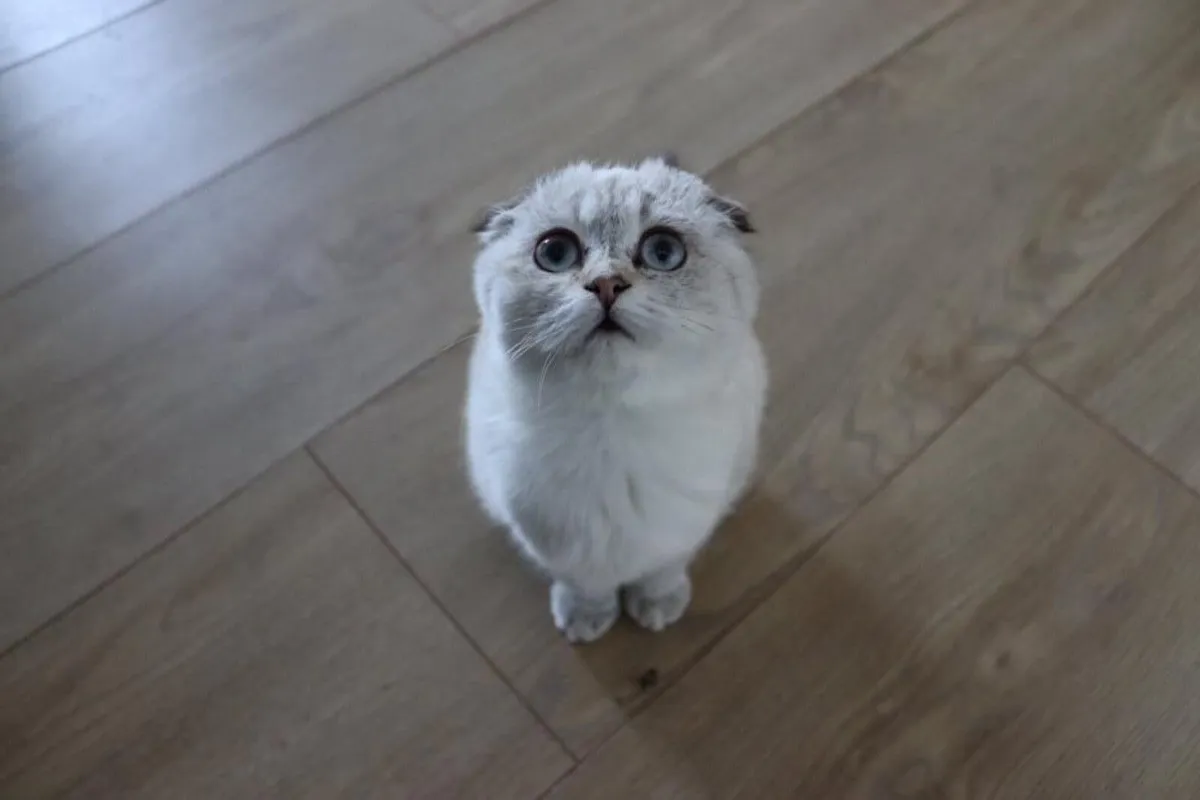 Scottish fold kitten - Image 4